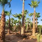 يوجد لدينا جميع انواع النخيل العربي والواشنطن بكل المقسات