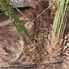 نخل للبيع جميع انواع انخيل المثمار وزينه