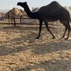 لقحه مجهم ملاقي بكر