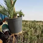 يوجد لدينا نخل مجذر ونوايع فاخره وجميع نواع انخل ازينهالعربي