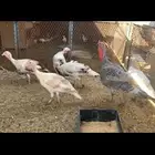 طقم دجاج رومي بياض