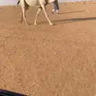للبيع لقحة كسوب تحتها بكرة