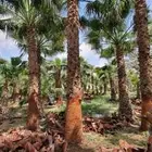 نخل واشنطن للبيع