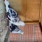 قطايف تب التب للبيع