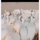 يوجد لدينا ضان رفيديات للبيع العدد 120راس منتجات منها 20والب