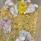 روز فروخ غر رد اوب لاين و البينو