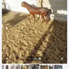 جفار مقاني وذبايح وفحل وخلفات معزا