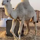 جمل اوضح قعود فحل