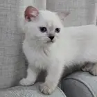 بيع قطط كتن سكوتش فولد