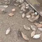 سمان بياض