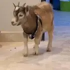 تيس قزم عمره 5-6 شهور