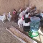 دجاج للبيع