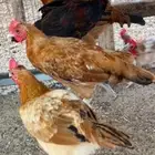 ديوك مشكلة اعمار 4 شهور تقريبا