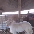 طلي للبيع