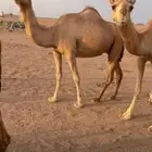 بل للبيع جمله بالمدينه المنوره