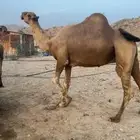 بعير مشروط