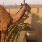قعود للبيع