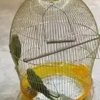 ببغاء درة هندي اثنين