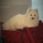 سبيتز ياباني