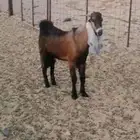 فحول عوارض جذعات