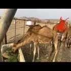أربعة رؤوس قعدان و بكار