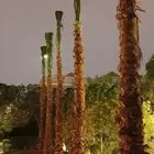 نخل واشنطن زينه