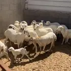غنم رفيد عدد 15 راس