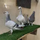 حمام زوج مع عيالها