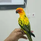 صن كنيور اليف