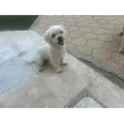جده حي الزهره