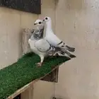جوز منتج بعيالهم