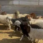 بهم نعيم تربيه