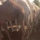 حشو قعدان بلدي العدد 9 الموقع الخرج