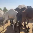 حشو قعدان بلدي العدد 14 فيها 4 بكار الموقع الخرج