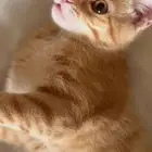 قط ذكر للتبني بدون مقابل عمره 8 شهور تقريب ا