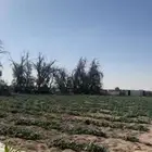 عرض متميز  مزرعة سكنية واستثمارية في قرية العليا