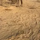 بعير اصفر علي سلمان الصفر