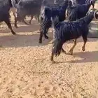 معزاء للبيع