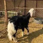 خروف مشروع فحل