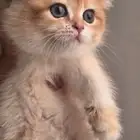 كيتن بريتش قولد