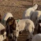 نعيم دواغير