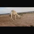 ناقه معشر للبيع