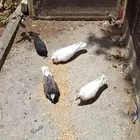 حمام زاجل و رقاص للبيع بالجمله