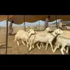 غنم حرية صنف مراح واحد وسم واحد 100 بلفحل