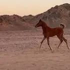 مهره جزيري