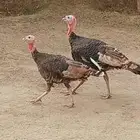 اثنين ديوك رومي العمر شباب