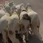 طليان سواكن فامره