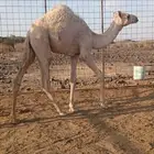 قعدان للبيع