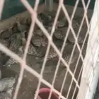 قطا للبيع