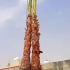 نخل واشنطني زينه واشنطونيا نخل مثمر نقايل جثايث اخلاص سكري ب